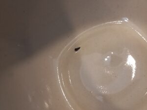 Liten skavank i botten på en dårdjurskopp.